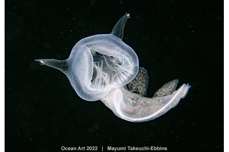 Hm1 Nacktschnecken Mayumi Takeuchi Ebbins Geist im Meer