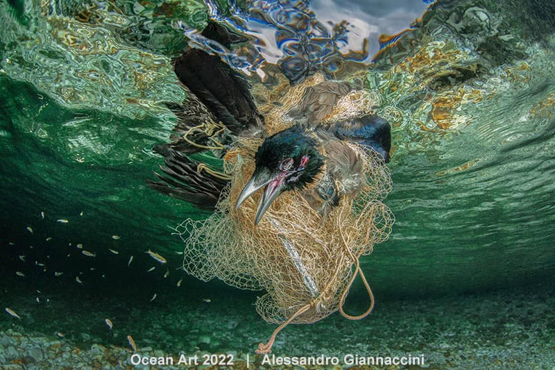 Hm1 Unterwasserschutz Alessandro Giannaccini Der brutale Tod der Krähe