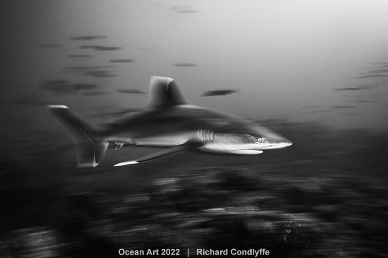 Hm2 Schwarzweiß Richard Condlyffe Silvertip Shark Blur