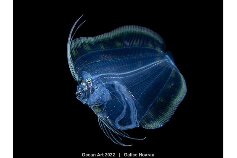 Hm2 Blackwater Galice Hoarau Plattfischlarven