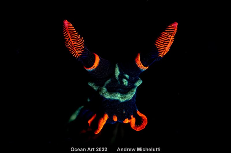 Hm2 Kompaktmakro Andrea Michelutti Der Teufel in mir