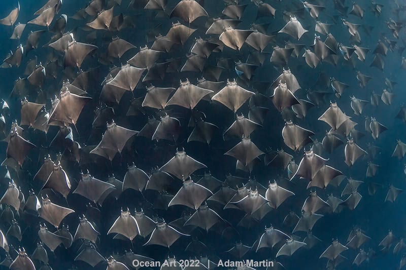 Hm2 Weitwinkel Adam Martin Mobula Munkiana
