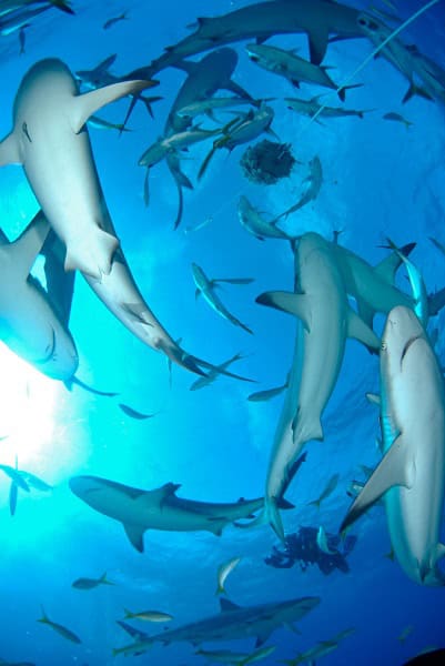 Bahamas Shark Feed Dave Valencia Vhd Copyright All Star Liveaboards