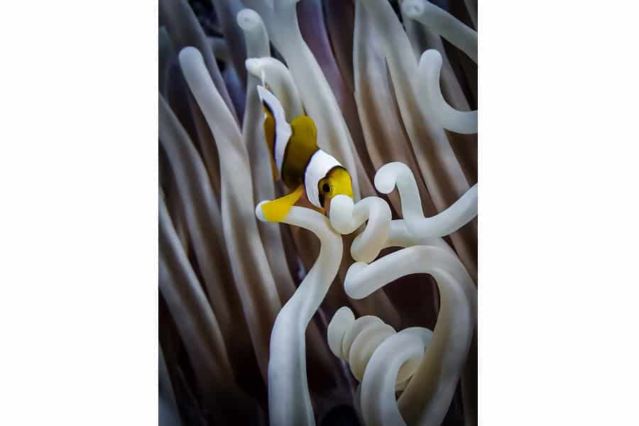 Silbernes Seepferdchen Portfolio Amateur © Marie Gouliardon 4