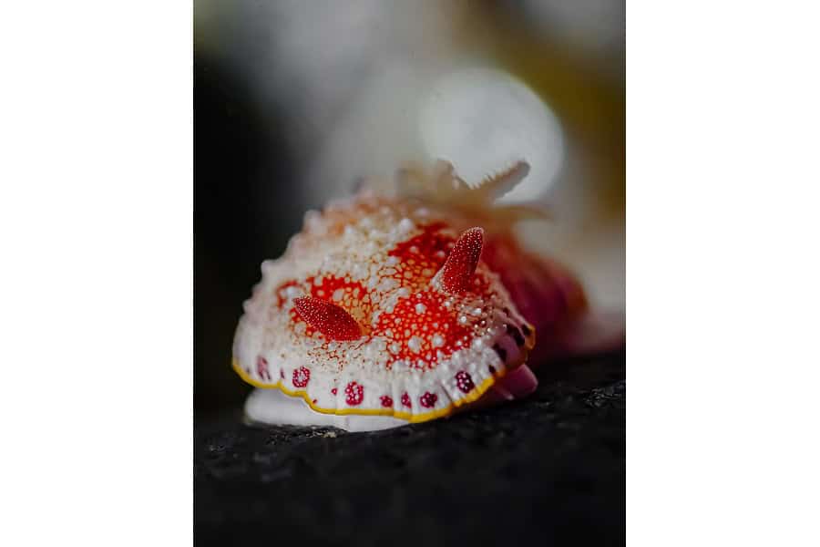 Silbernes Seepferdchen Portfolio Amateur © Marie Gouliardon 6