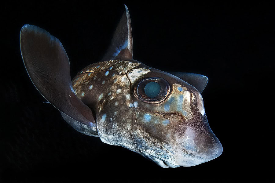 Bronze Seepferdchen Portfolio Experte © Claudio Zori 1
