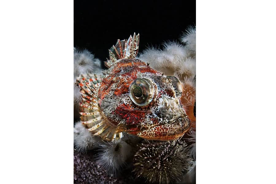 Bronze Seepferdchen Portfolio Experte © Claudio Zori 10