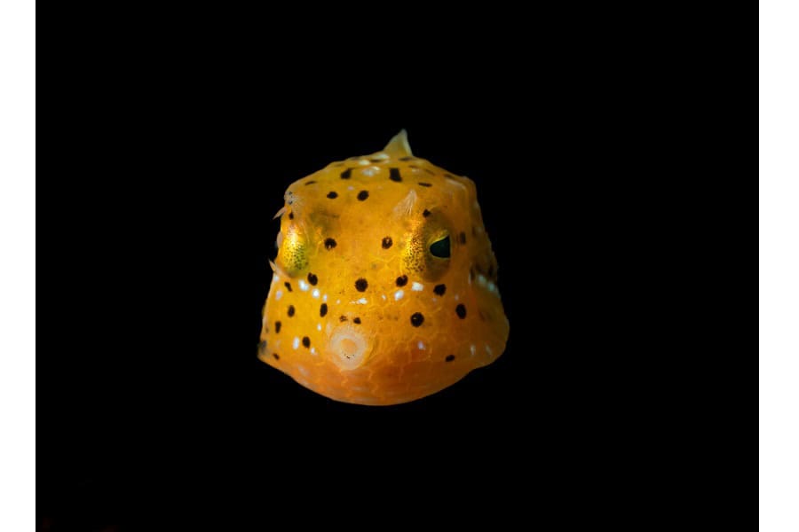 Bronze Seepferdchen Portfolio Amateur © Louis Jean Siegfried 4