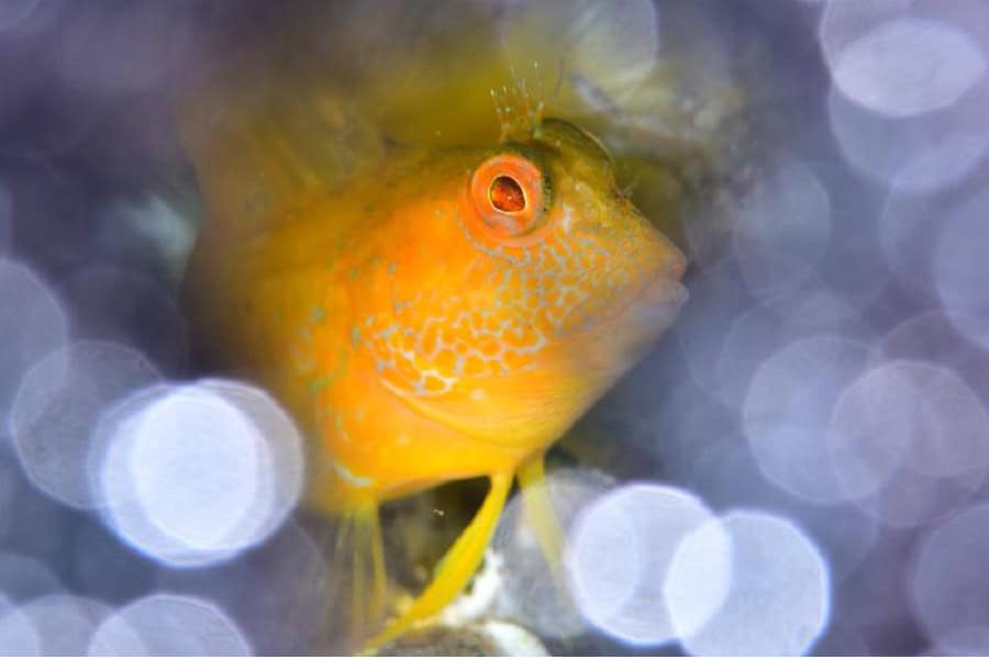 01 Ameeuw 10 2p 8500 Px Fisch
