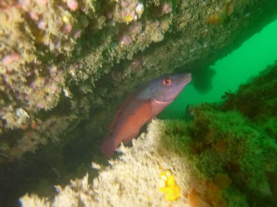 Cauvin Fisch2