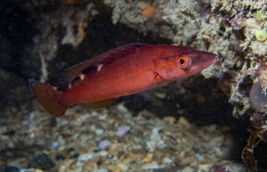 Carine Besnard Fisch