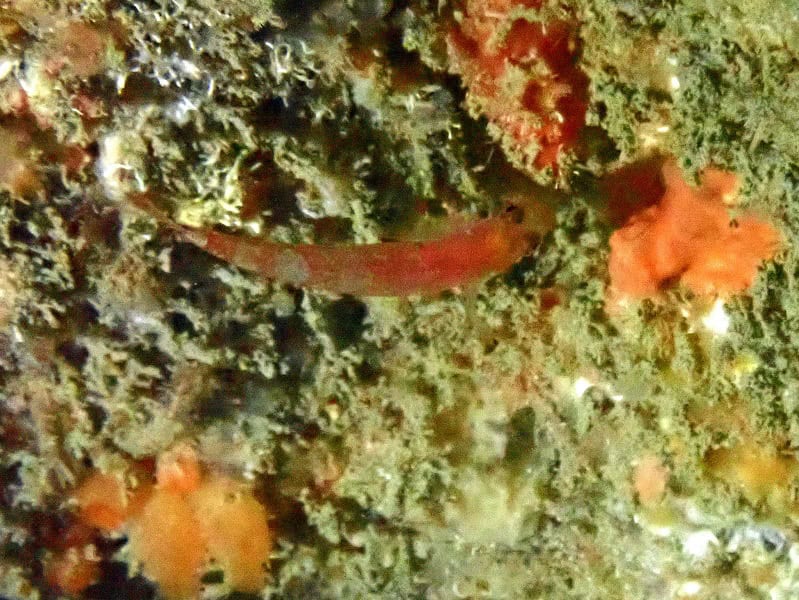 Mercier Fisch