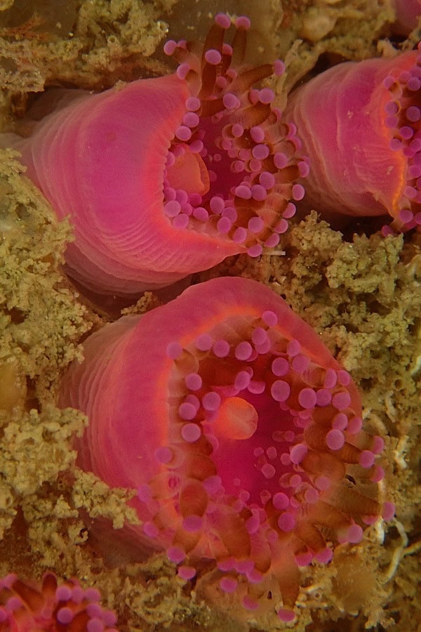 Poisson Philippe Farben
