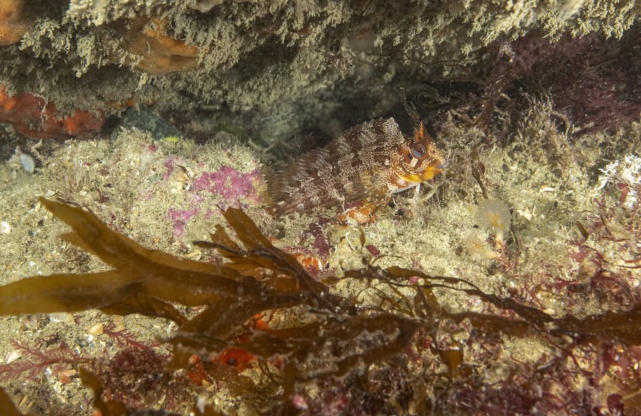 Rouhlmann Fisch