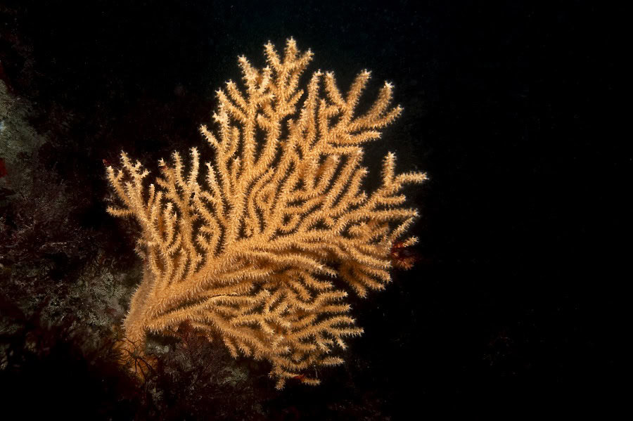 Ruhlmann Freies