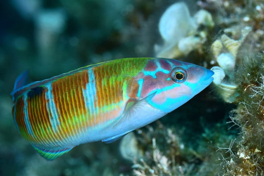 03 Sebastien Ameuw Delphine Fraysse Fisch Equipe 09 Hd