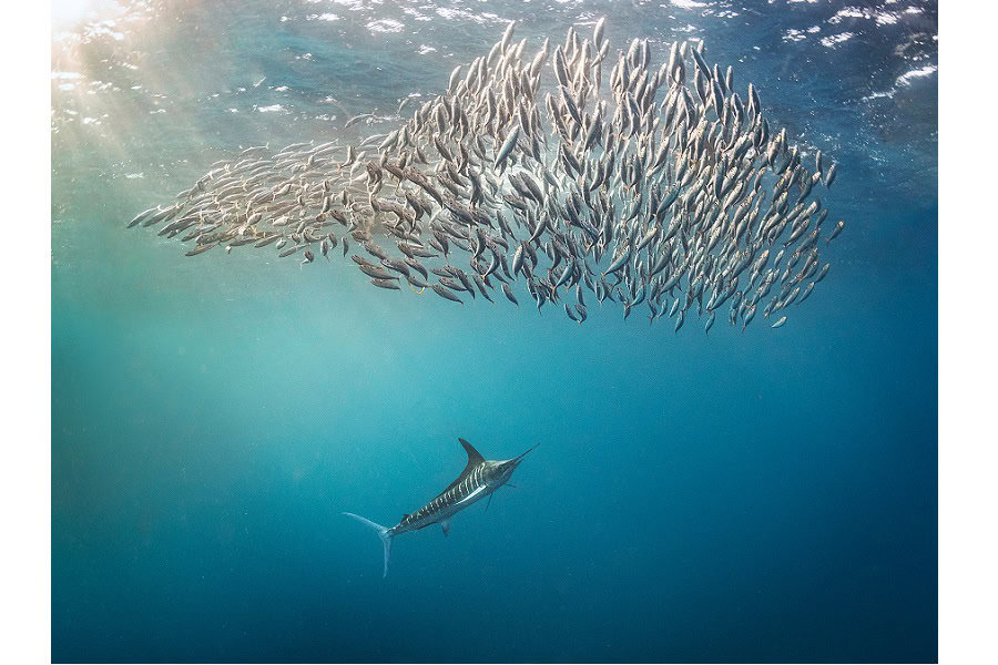 3. Preis Portfolio © Kat Zhou Ocean Photographer Of The Year (3)