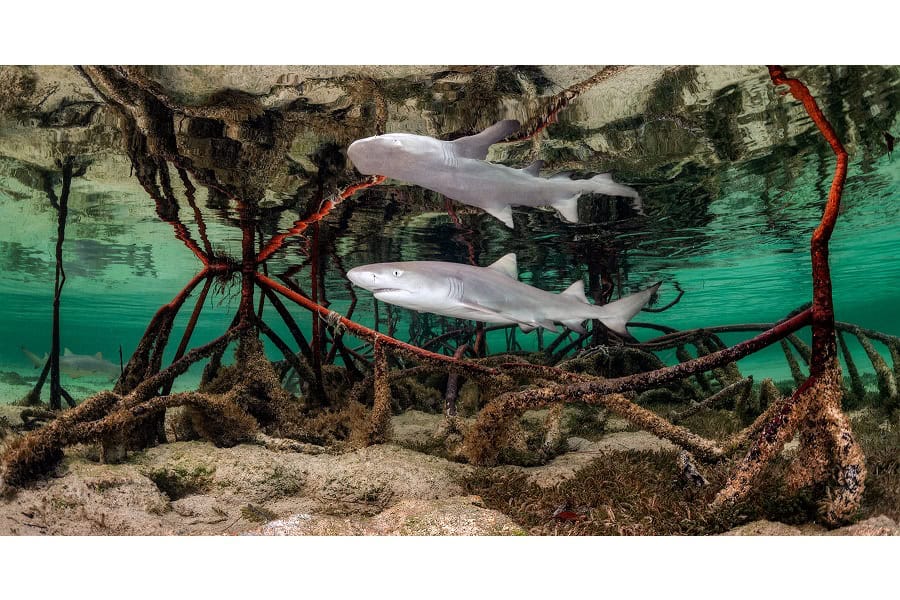 3. Preis Portfolio © Kat Zhou Ocean Photographer Of The Year