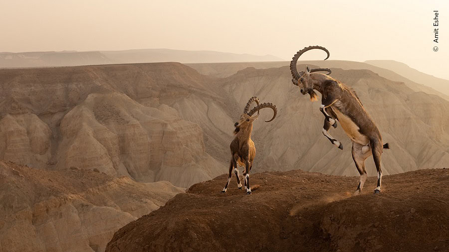 © Amit Eshel Wildlife Photographer Of The Year