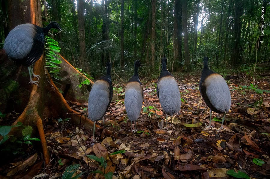 © Hadrien Lalague Wildlife Photographer Of The Year