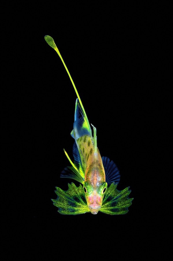 Mm 042kazmierskichristophejunger Fisch Nicht Erkannt 3. Makro Master