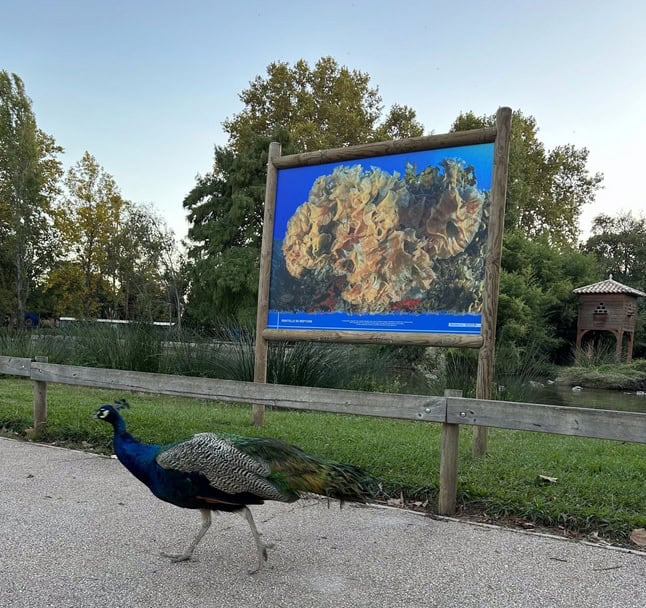 Ausstellung Olbius