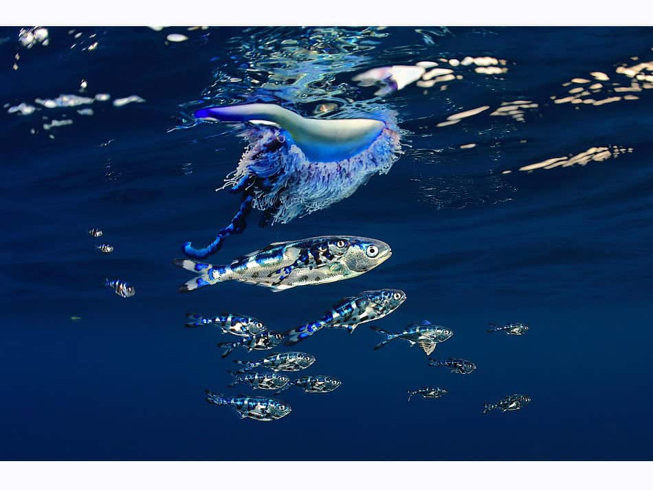 Eduardo Acevedo 4 Portfolio 3 World Shootout 2024