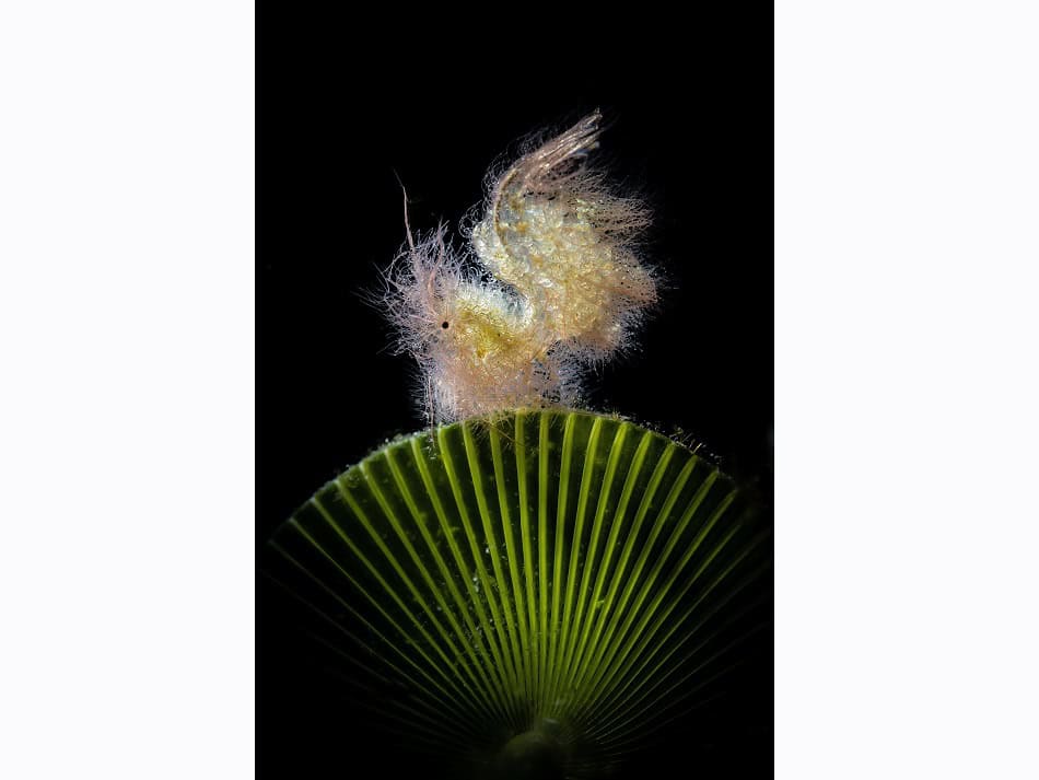 Paolo Bondaschi Portfolio 1 World Shootout 2024