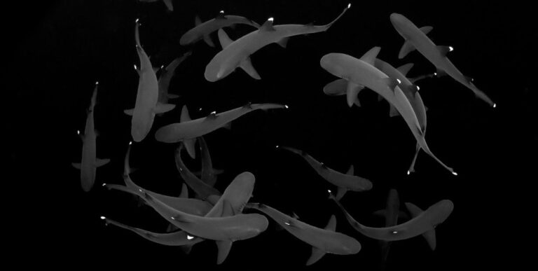 Ocean Art 2024 Best Of Show Eduardo Labat