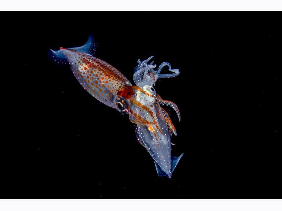 Ocean Art 2024 Schwarzwasser 1 Kyungshin Kim