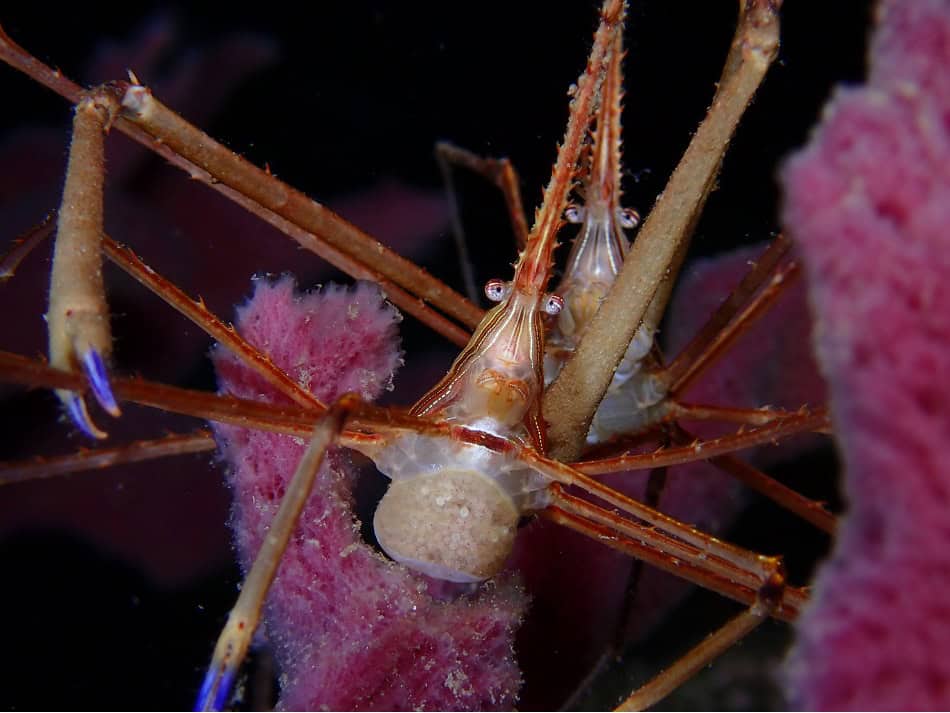Ocean Art 2024 Kompakt Verhalten 3 Wendy Biscette