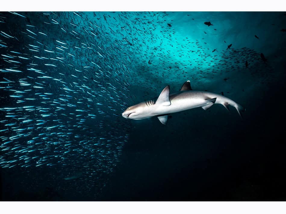Ocean Art 2024 Kompakt Weitwinkel 1 Marco Lausdei