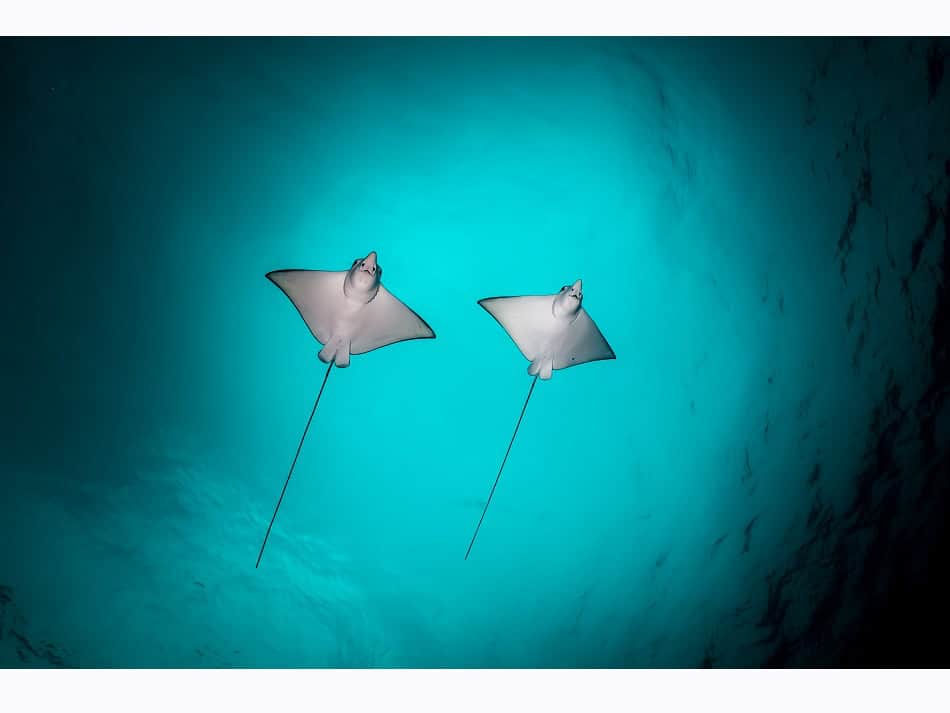 Ocean Art 2024 Kompakt Weitwinkel 3 Marco Lausdei