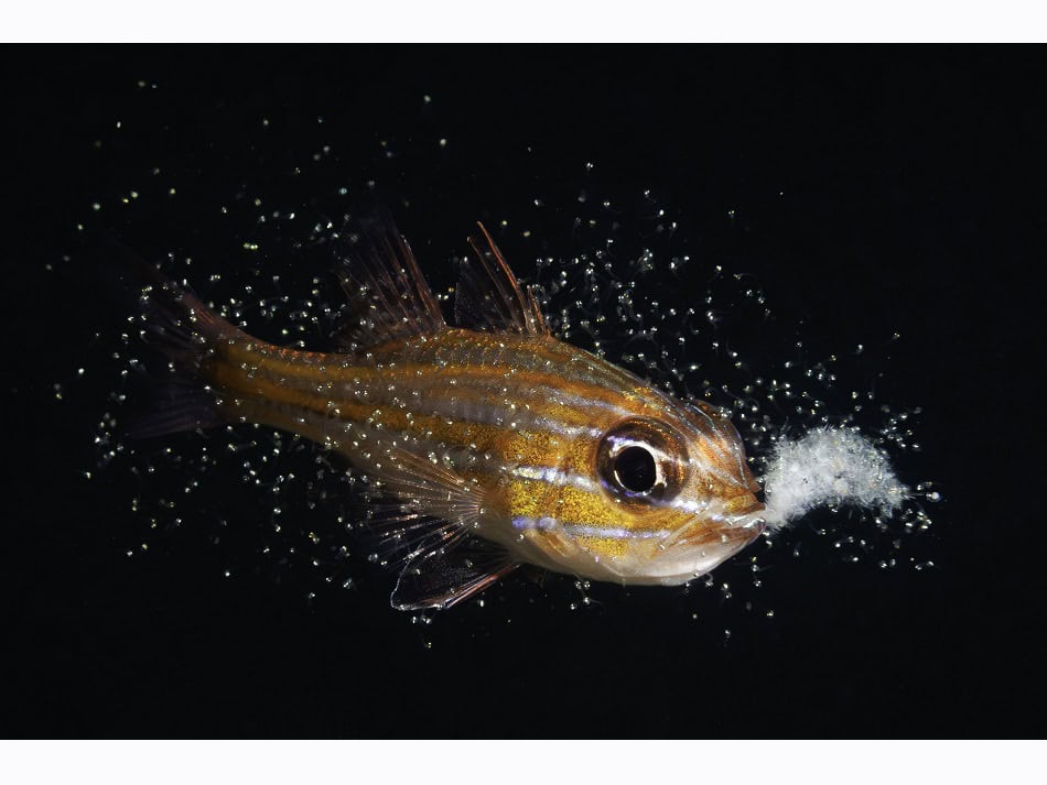 Ocean Art 2024 Verhalten 1 Yoichi Sato