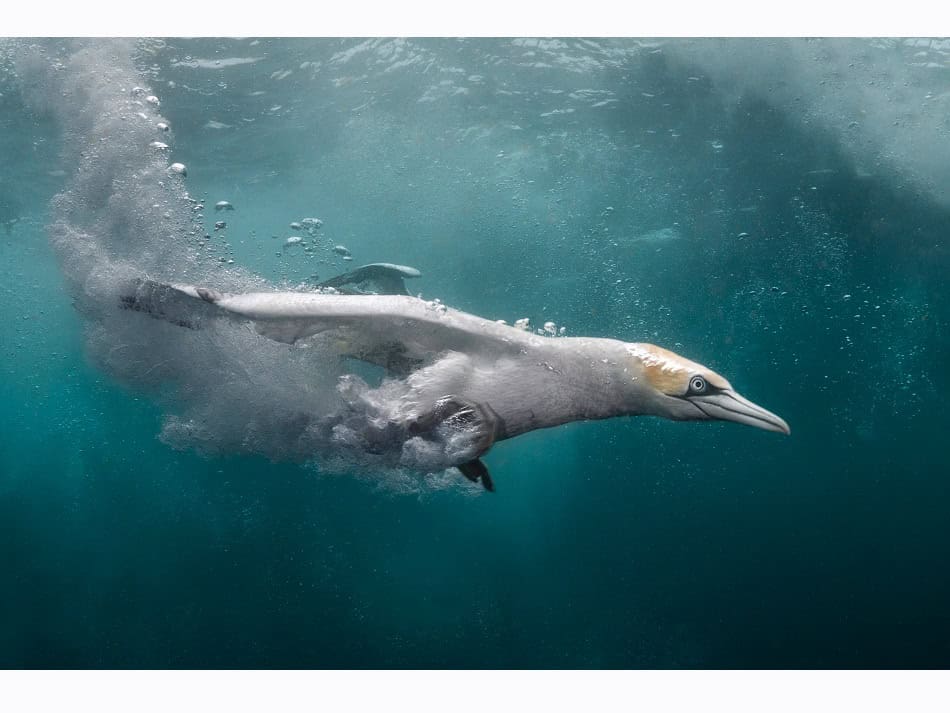 Ocean Art 2024 Kaltes Wasser 2 Kat Zhou