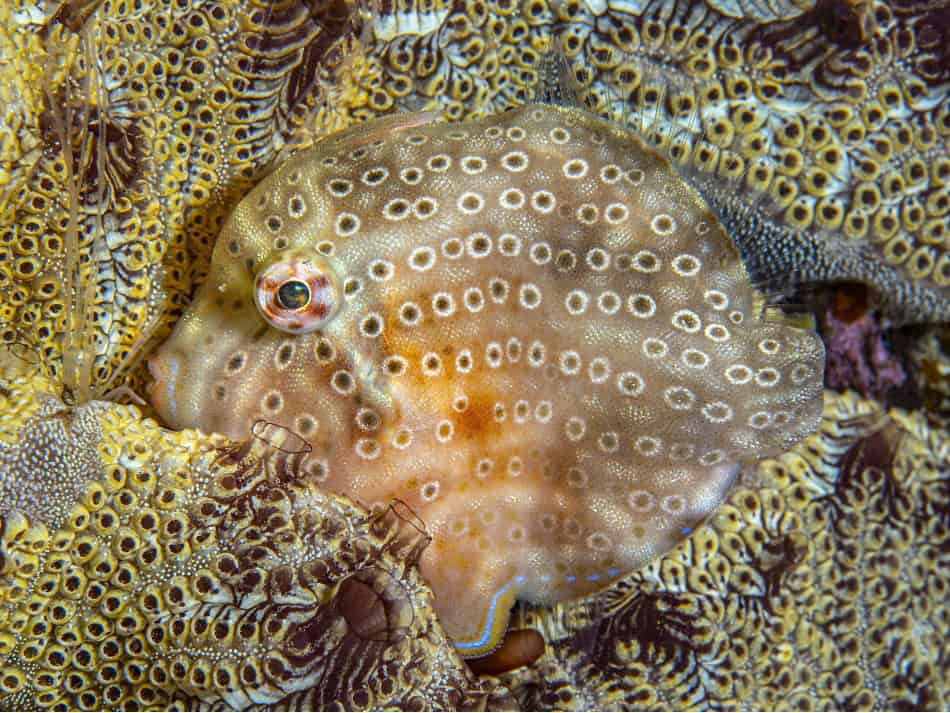Ocean Art 2024 Makro 2 Immogen Manins