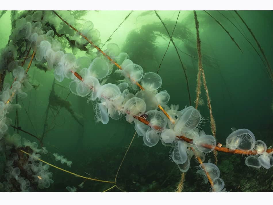 Ocean Art 2024 Nacktkiemer 1 Borut Furlan
