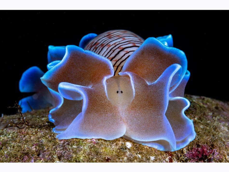 Ocean Art 2024 Nacktkiemer 3 David Pleuvret