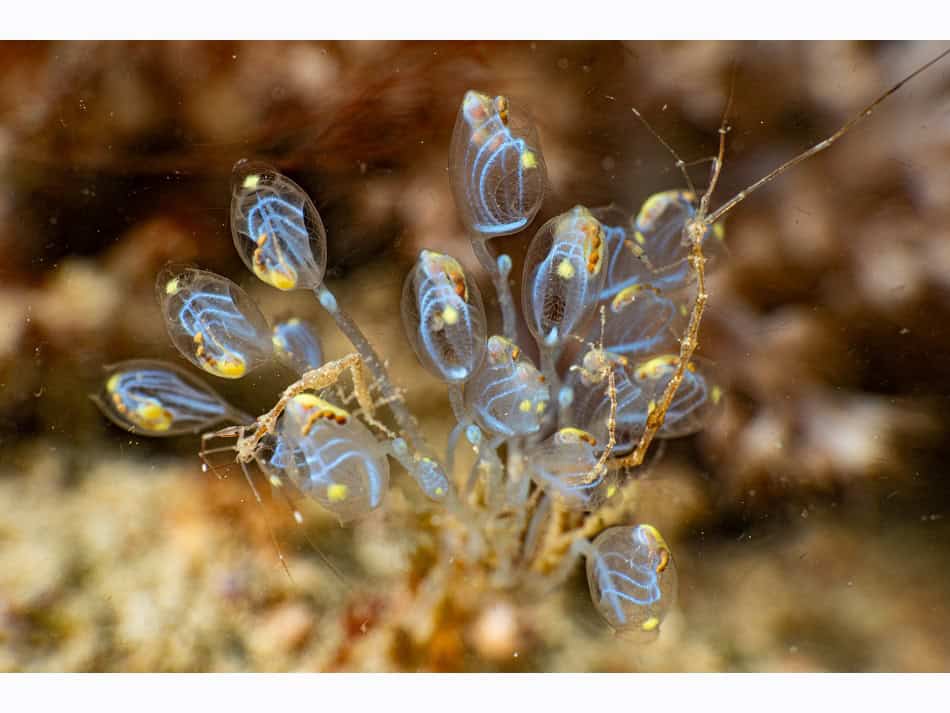 1. Preis Biologie Hoffnung Eau Dela 2025