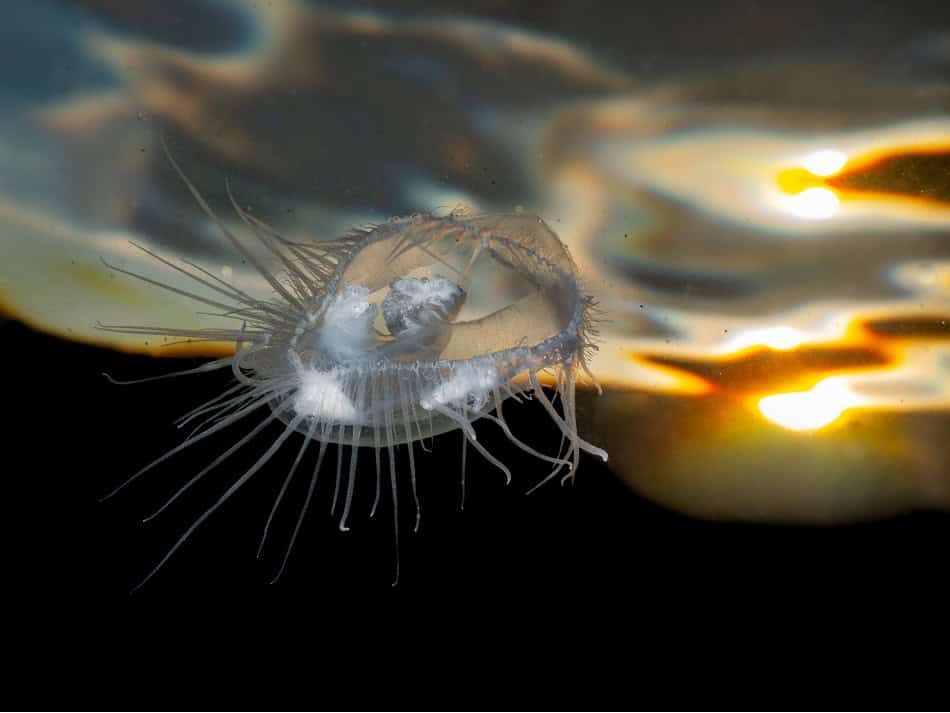 1. Preis Süßwasser Eau Dela 2025