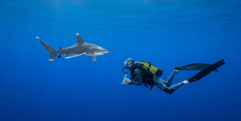 Dossier Rencontre Requins (c) Fabrice Dudenhofer