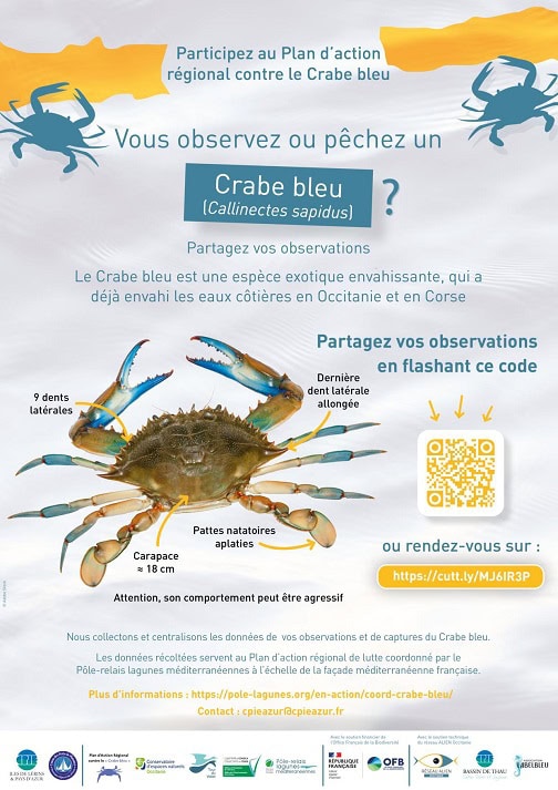 Plakat blauer Krabbe