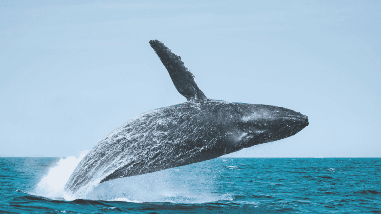 Baleine couverture