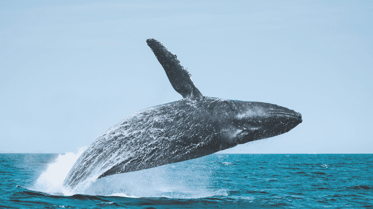 Baleine couverture