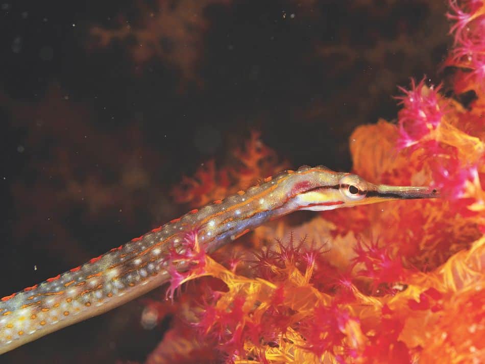 Biodiversität Fische 1