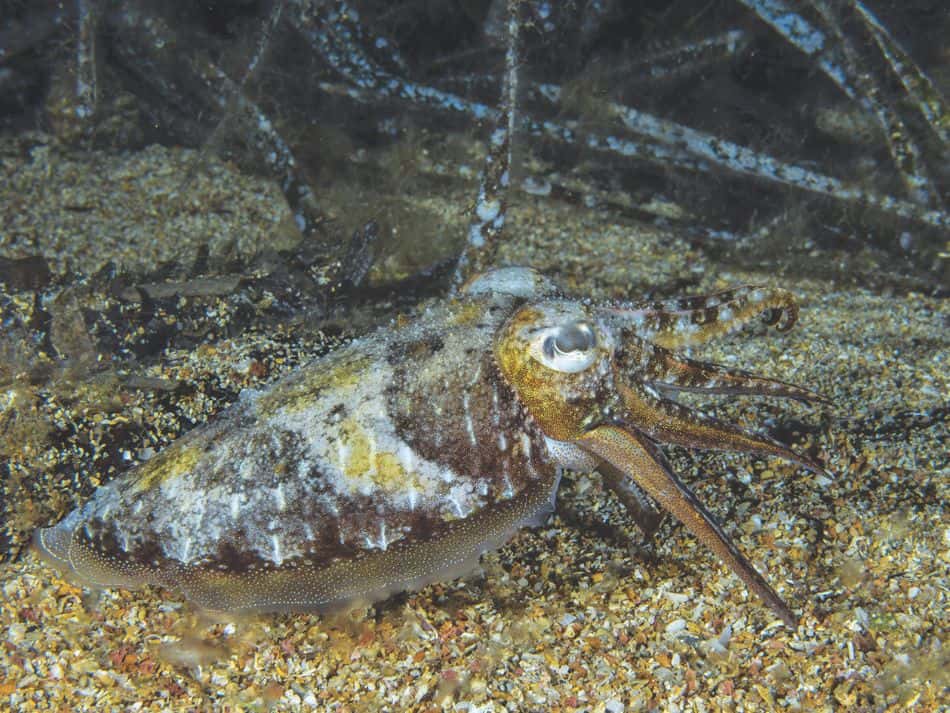 Biodiversität Fische 10