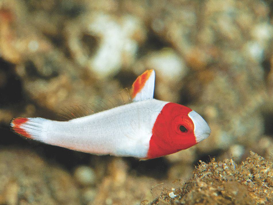 Biodiversität Fische 11