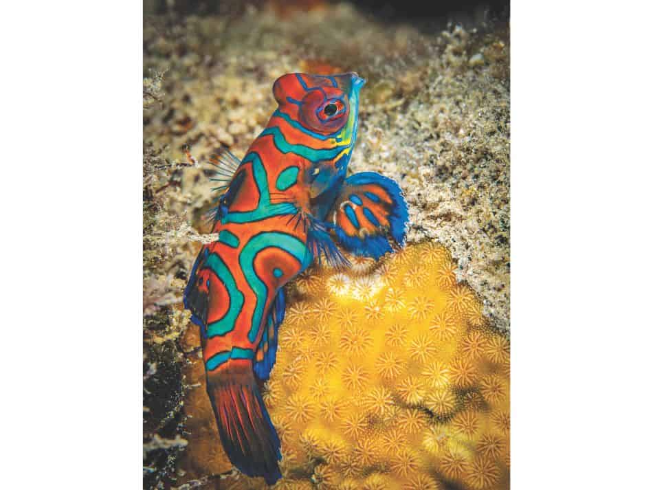 Biodiversität Fische 12