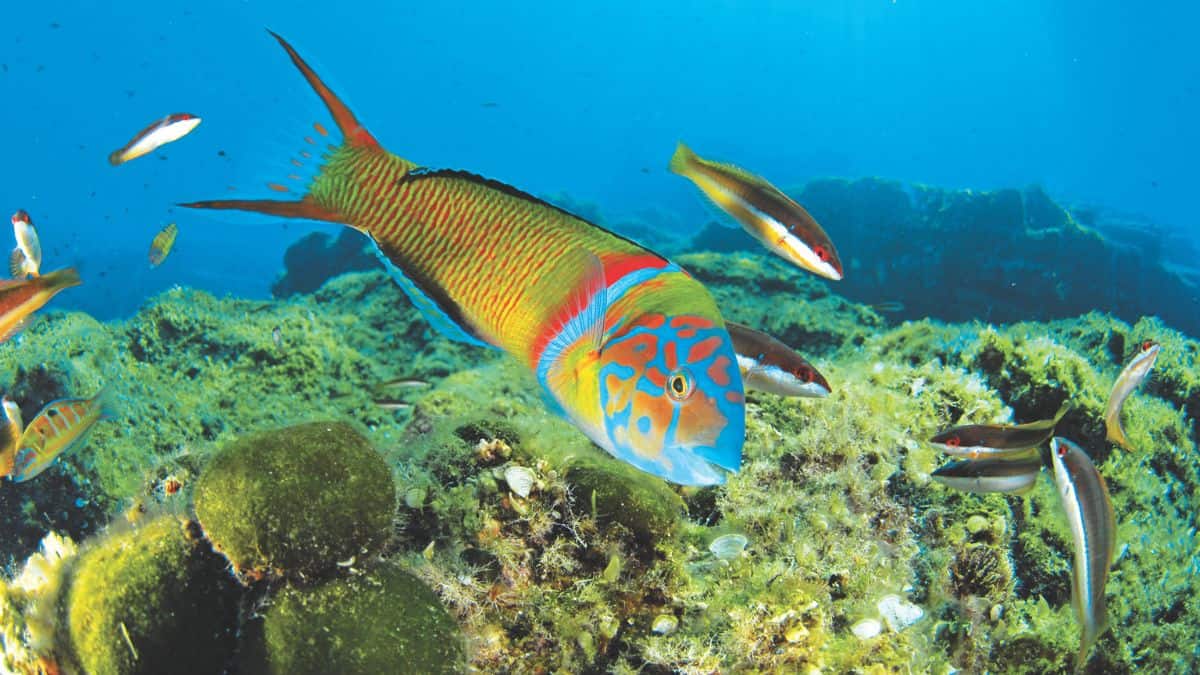 Biodiversität Fische 13