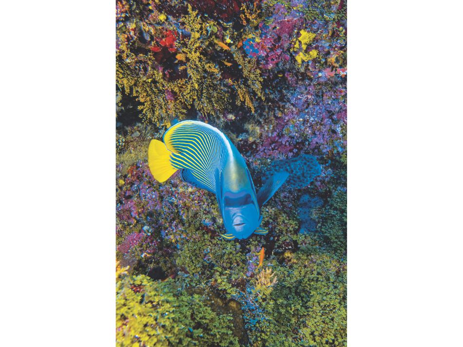 Biodiversität Fische 14